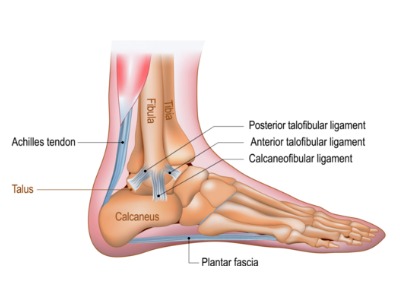 The ankle joint anatomy
By designua