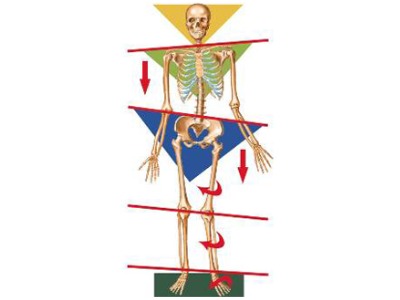 skeleton showing the impact of bad posture